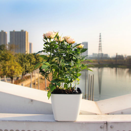 Automatic water-absorbing porcelain-like small flower pot
